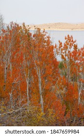 June Lake Loop Autumn Scenery