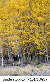 June Lake Loop Autumn Scenery