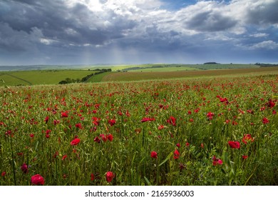 June Poppy Fields Along Ditchling Road Brighton South East England UK