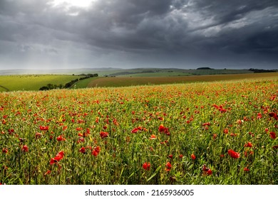 June Poppy fields along Ditchling road Brighton south east England UK - Shutterstock ID 2165936005