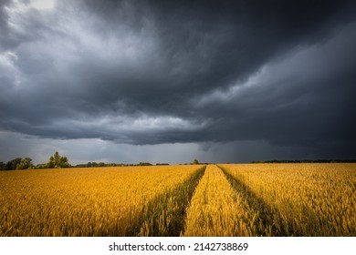 June wheat field under summer dark stormy sky with clouds. Wheat ears, ripening on a field. - Powered by Shutterstock