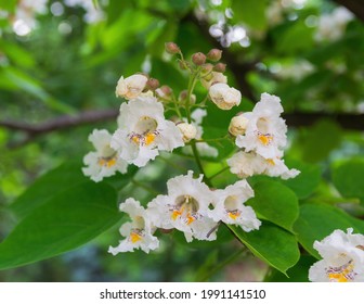 June, white delicate catalpa flowers in the city park 