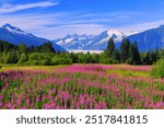 Juneau, Alaska. Mendenhall Glacier Viewpoint with Fireweed in bloom.