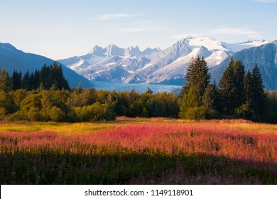 Juneau, Alaska. Mendenhall Glacier Viewpoint with Fireweed in bloom.