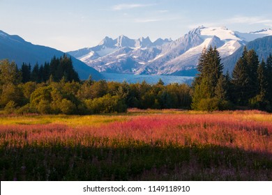 Juneau, Alaska. Mendenhall Glacier Viewpoint with Fireweed in bloom. - Powered by Shutterstock