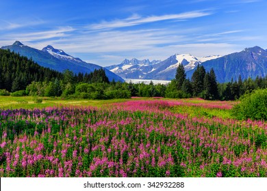 Juneau, Alaska. Mendenhall Glacier Viewpoint with Fireweed in bloom. 