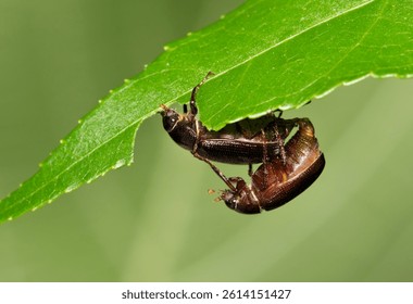 Junebug beetles Diplotaxis frondicola mating and eating leaves insect nature Springtime.