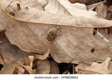 Junebug Or Cockchafer Beetle Climbing The Leaves