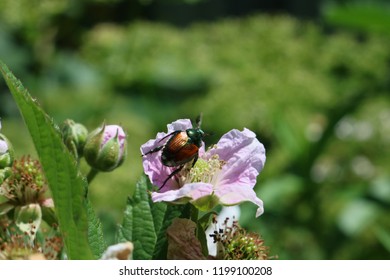 Junebug Falling Into Flowers