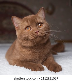 Jung British Shorthair Female Cinnamon Color Indoor Portrait Jung British Shorthair Female Cinnamon Color Indoor Portrait