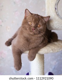 Jung British Shorthair Female Cinnamon Color Indoor Portrait Jung British Shorthair Female Cinnamon Color Indoor Portrait