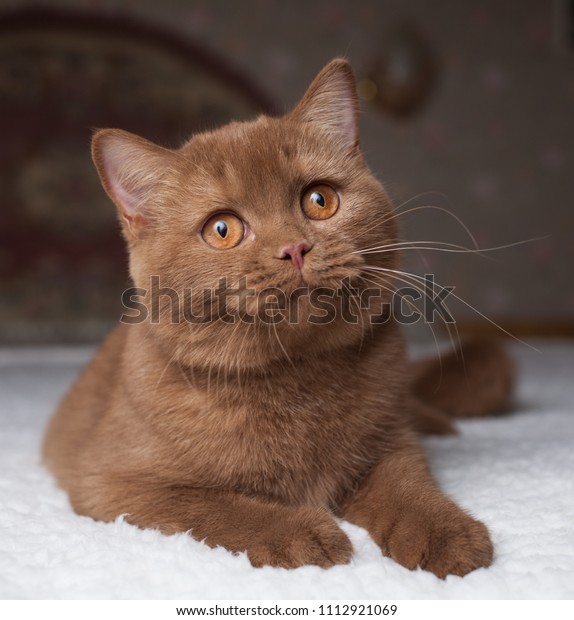 Jung British Shorthair Female Cinnamon Color Stock Photo Edit Now