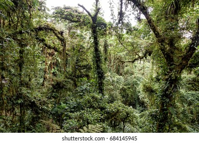Central Suriname Nature Images, Stock & Vectors | Shutterstock