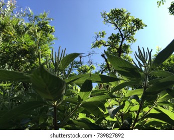Jungle