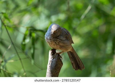 A Jungle Babbler with an closed beak,  while perched on a tree stump top. Set against a vibrant, blurred lush green foliage.