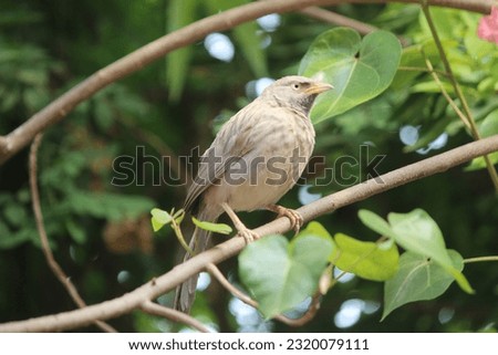 Similar – Image, Stock Photo Curious bird Nature Animal