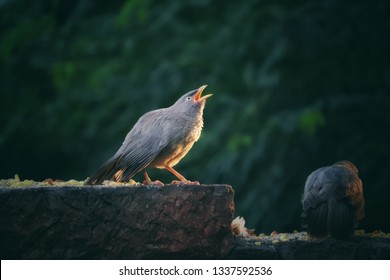 The jungle babbler is a member of the family Leiothrichidae found in the Indian subcontinent. They are gregarious birds that forage in small groups.