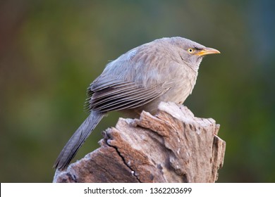 Jungle Babbler Perched