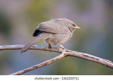 Jungle Babbler Perched
