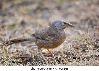 Jungle babbler sitting on the ground in Keoladeo Ghana National Park,  - Shutterstock ID 734928148