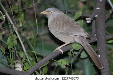 Jungle babbler (Turdoides striatus). Keoladeo Ghana. Bharatpur. Rajasthan. India.