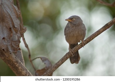 Jungle babbler (Turdoides striatus). Sasan Gir. Gujarat. India.