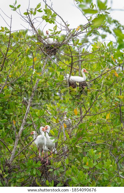 Jungle Birds of Costa\
Rica