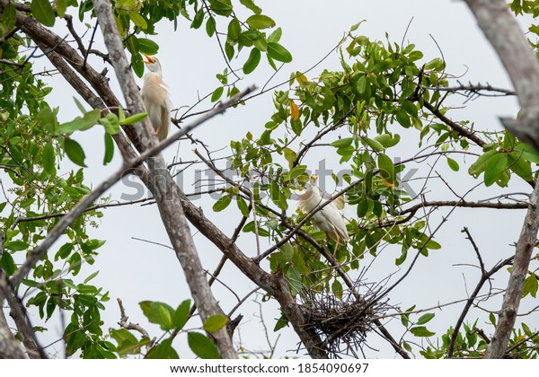 Jungle Birds of Costa\
Rica