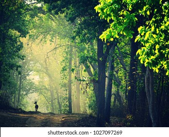 The Jungle Book Poster Scene Has Created In Kanha National Park