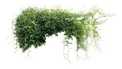 Jungle Bush Of Three-leaved Wild Vine Cayratia Or Bush Grape Liana Ivy Plant Growing With Long Pepper Plant In Wild, Nature Frame Jungle Border Isolated On White With Clipping Path.