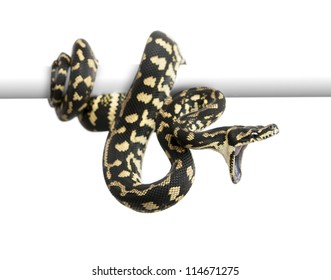 Jungle carpet python attacking, Morelia spilota cheynei against white background
