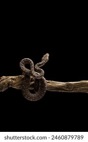 Jungle Carpet Python hanging on a branch isolated on black background