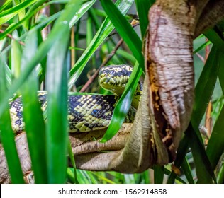 Jungle Carpet Python In Natural Ambiance