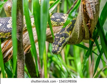 Jungle Carpet Python In Natural Ambiance