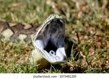 Jungle Carpet Python Yawning