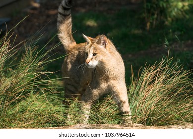 Jungle Cat (Felis Chaus) 