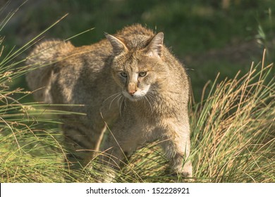 Jungle Cat (Felis Chaus) 