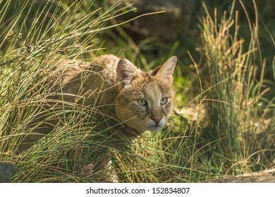 Jungle Cat (Felis Chaus)