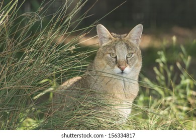 Jungle Cat (Felis Chaus) 