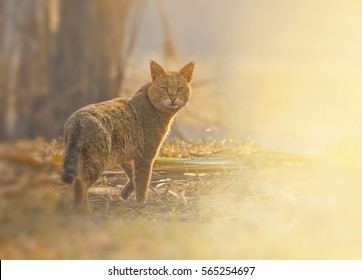 Jungle Cat (Felis Chaus)