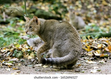 Jungle Cat, Felis Chaus  Adult