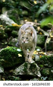 Jungle Cat, Felis Chaus  Adult