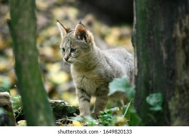 Jungle Cat, Felis Chaus, Cub  