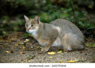 Jungle Cat, Felis Chaus, Female  