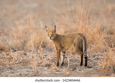 A Jungle Cat (Felis Chaus) Standing In Desert Habitat, Gujarat, India