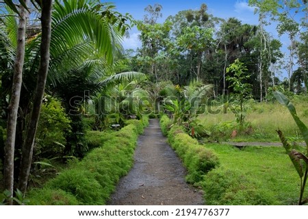 Jungle Ecuador, stone Road surrounded by tress, green nature