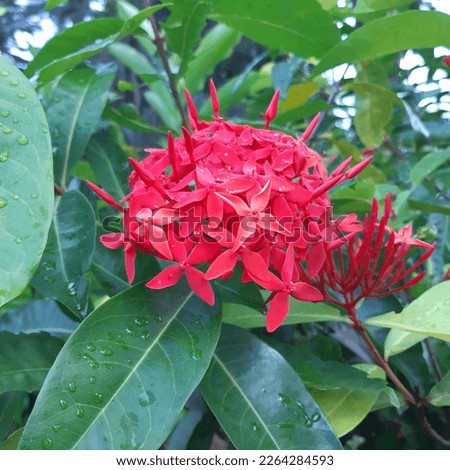 Jungle flame plant , jungle geranium( latin Ixora coccinea) is a species of flowering plant in the family Rubiaceae. It is a common flowering shrub native to Southern India, Bangladesh, and Sri Lanka.