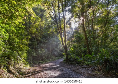 Jungle Floor Path Sunrays Breaking Through Stock Photo 1436650415 ...