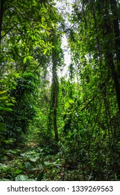 jungle forest landscape in Chiang Mai, Thailand - Shutterstock ID 1339269563