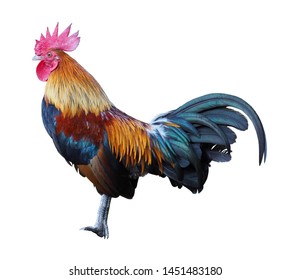 Jungle Fowl Isolated On White Backgroundclipping Stock Photo 1451483180 ...